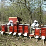 Bazsongó Tradicionális Méhészeti szövetkezés